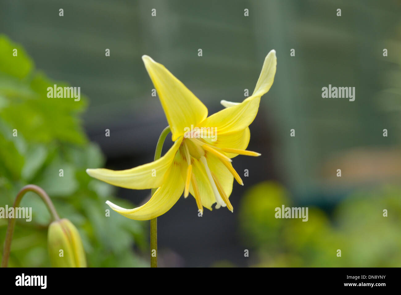 Hundes-Zahn violett oder Forelle Lilie, Erythronium Stockfoto