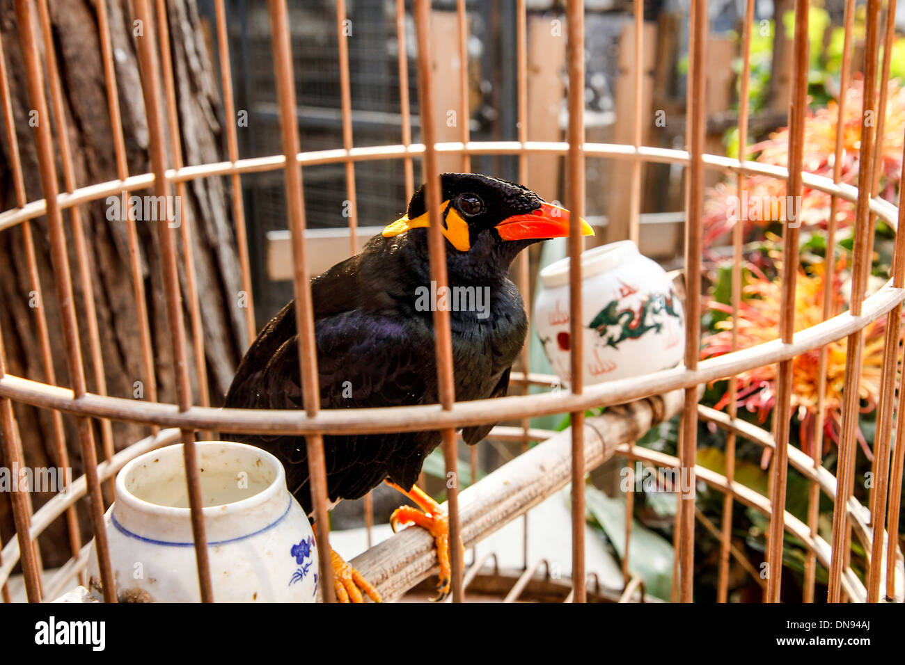 Schwarzer Vogel in Vogel Catche in China; (Alte Beijing) Hutong in Peking; China Stockfoto