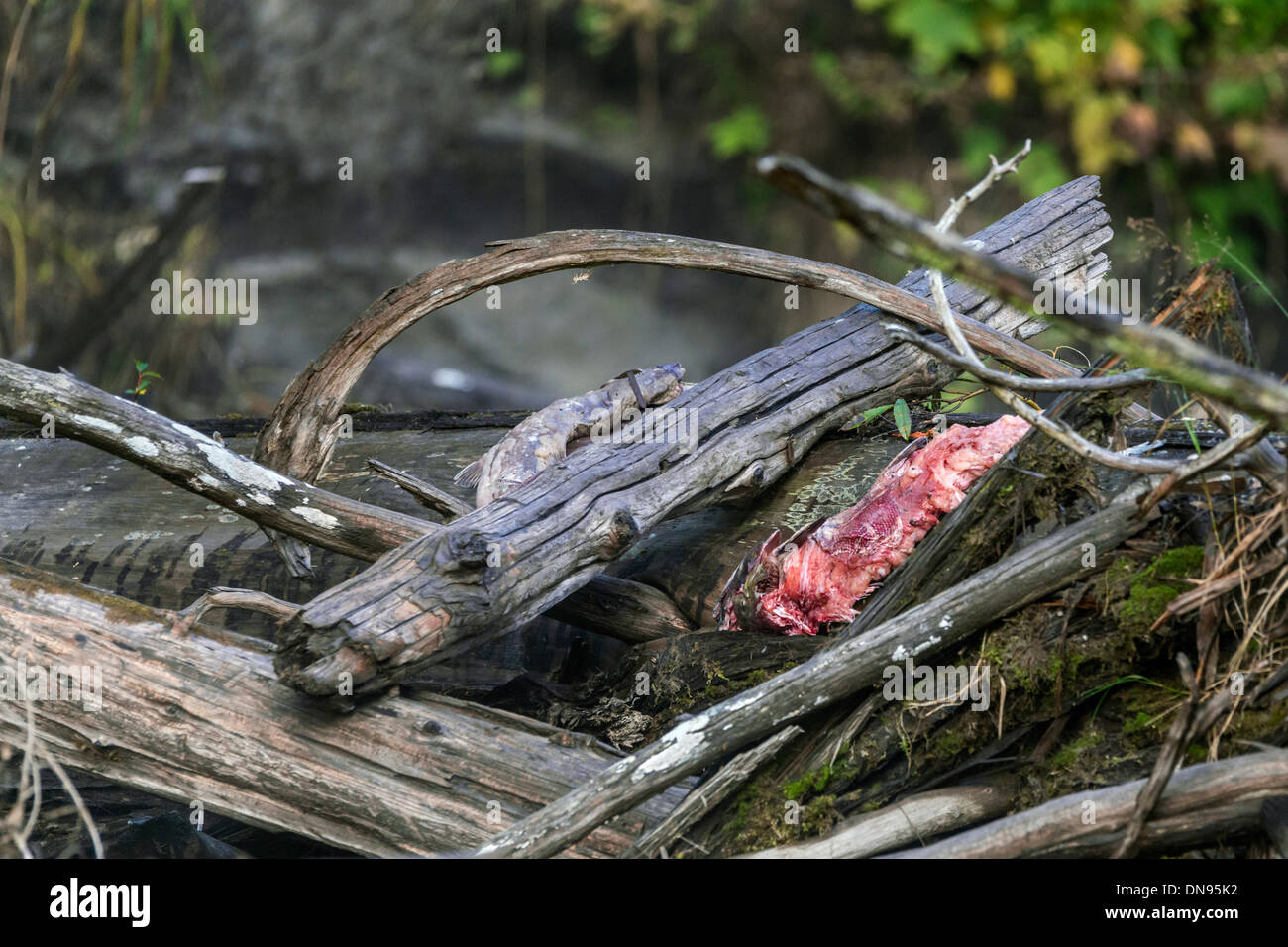 Toten Sockeye Lachs sieht aus wie Sushi für Grizzly-Bären, Mitchell River, British Colulmbia Stockfoto