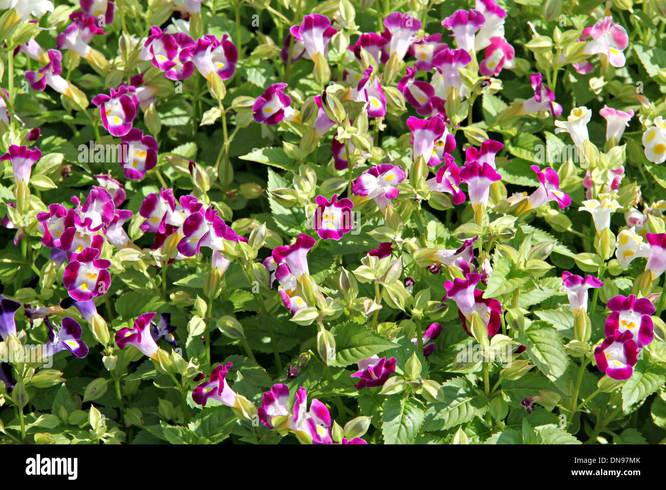 Pink Garden Balsam oder Rose-Balsam im Garten. Stockfoto