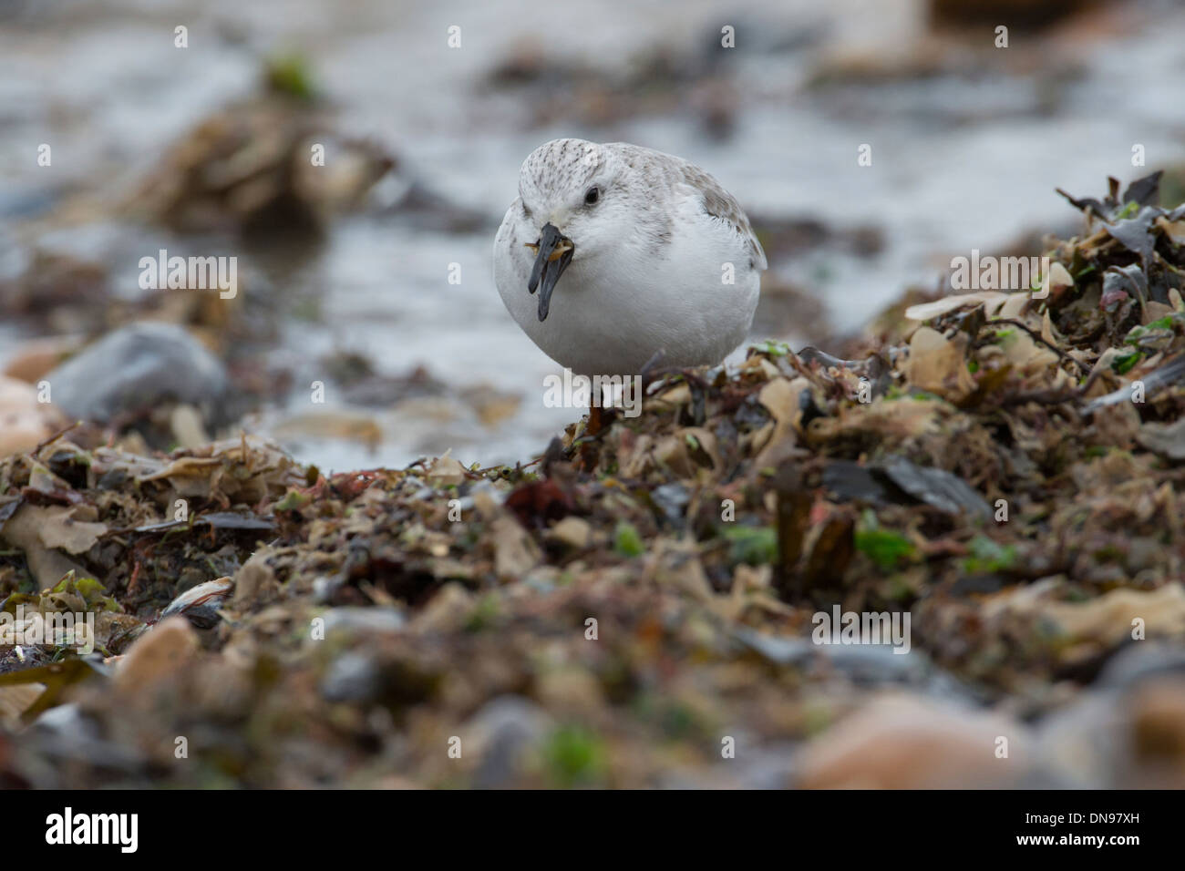 Sanderling (Calidris Alba). Einzelnen im Winterkleid Nahrungssuche in der Strand-Linie an den hohen Gezeiten. Stockfoto