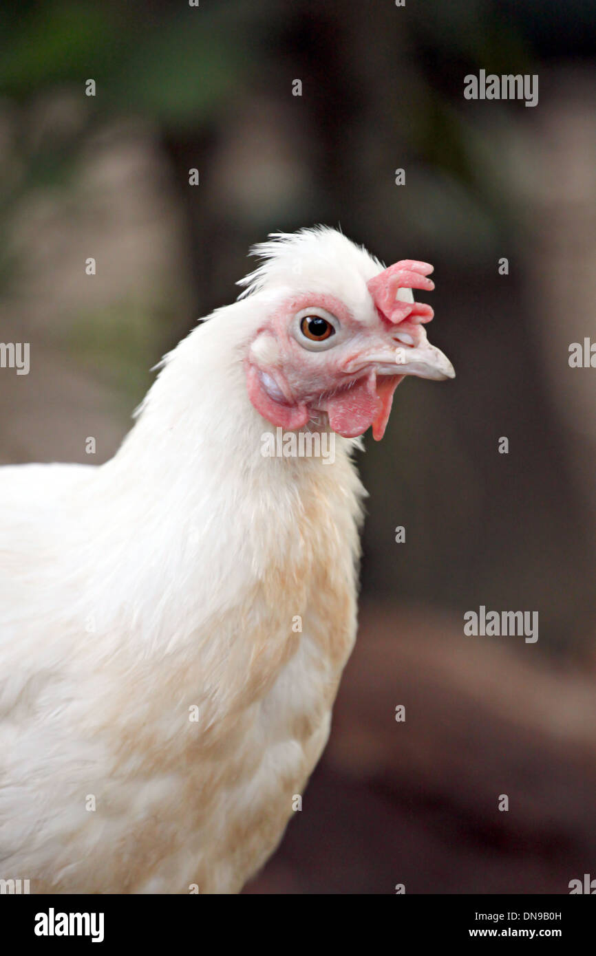 Thailand-gebürtig aus weißen Hühner. Stockfoto