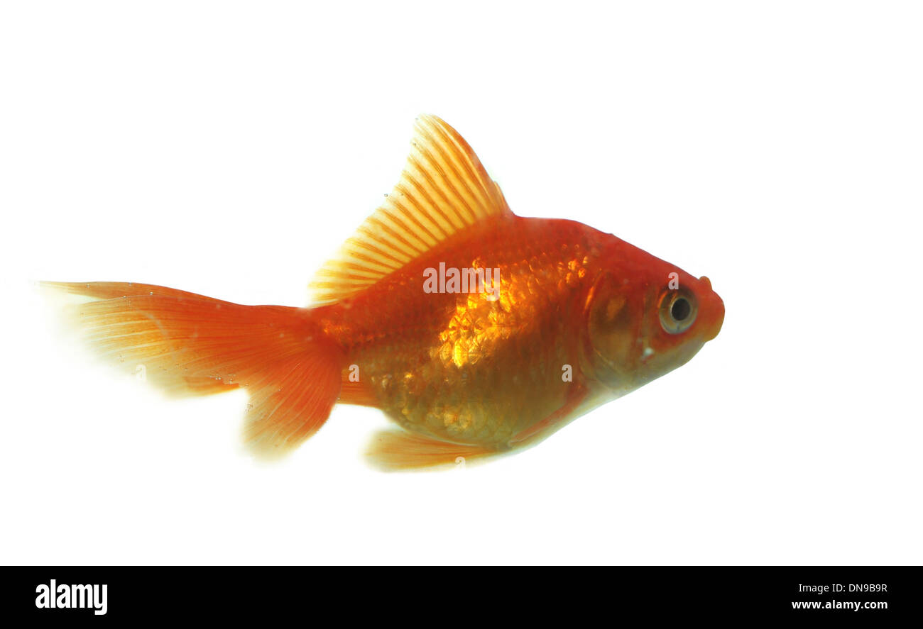 Goldfisch isoliert auf weißem Hintergrund Stockfoto