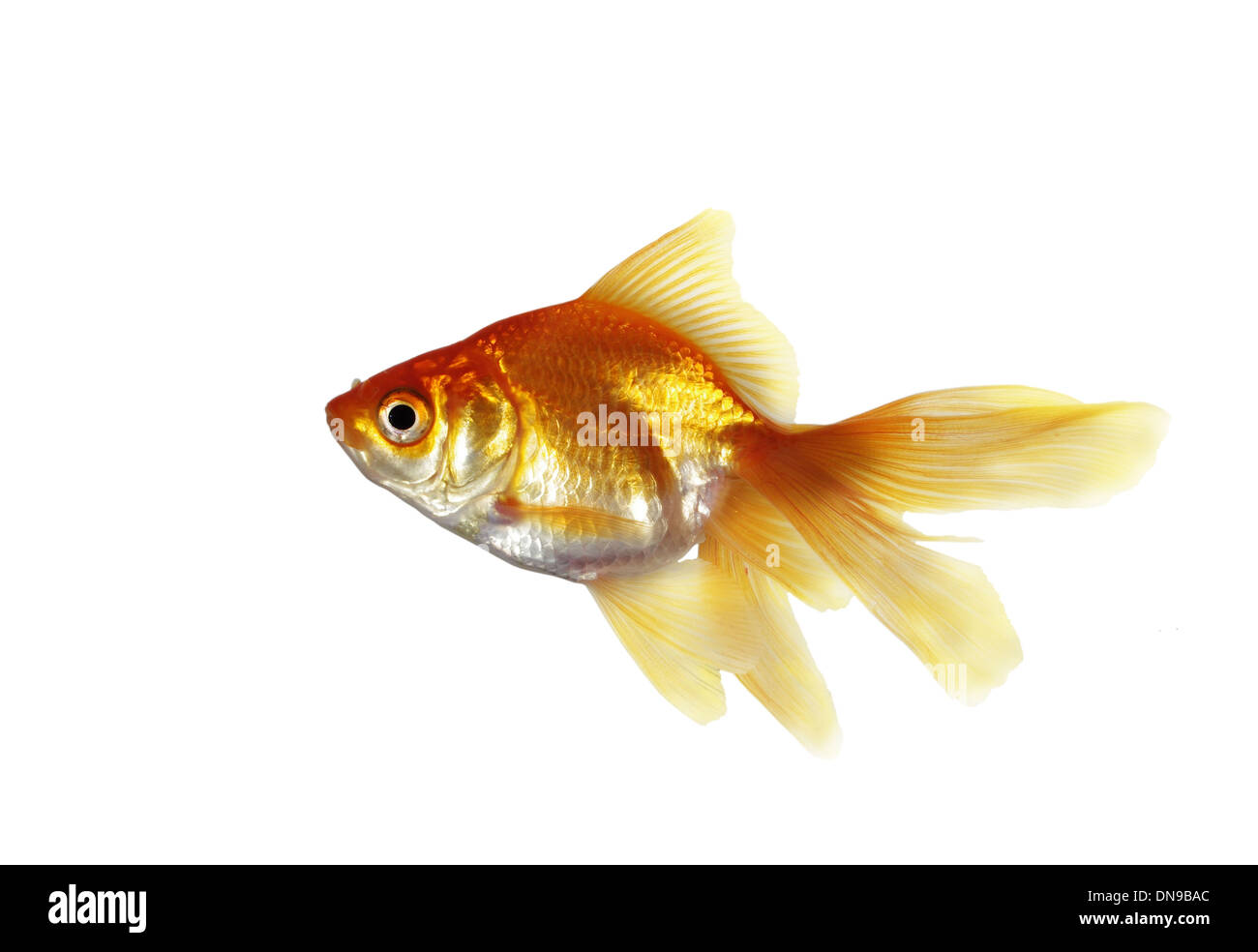 Goldfisch auf weißem Hintergrund Stockfoto