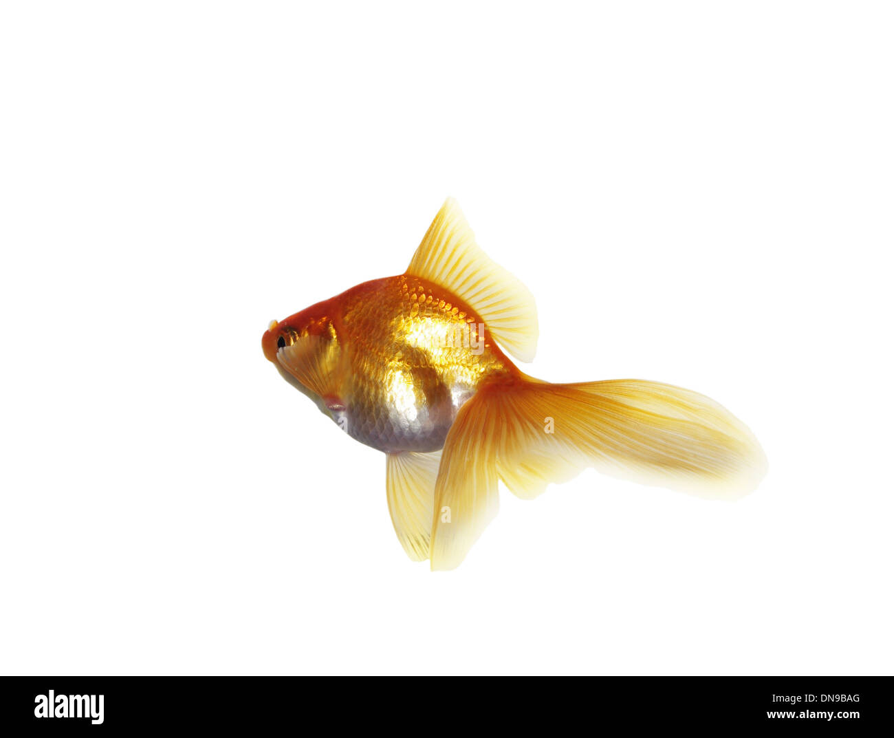 Goldfisch auf weißem Hintergrund Stockfoto