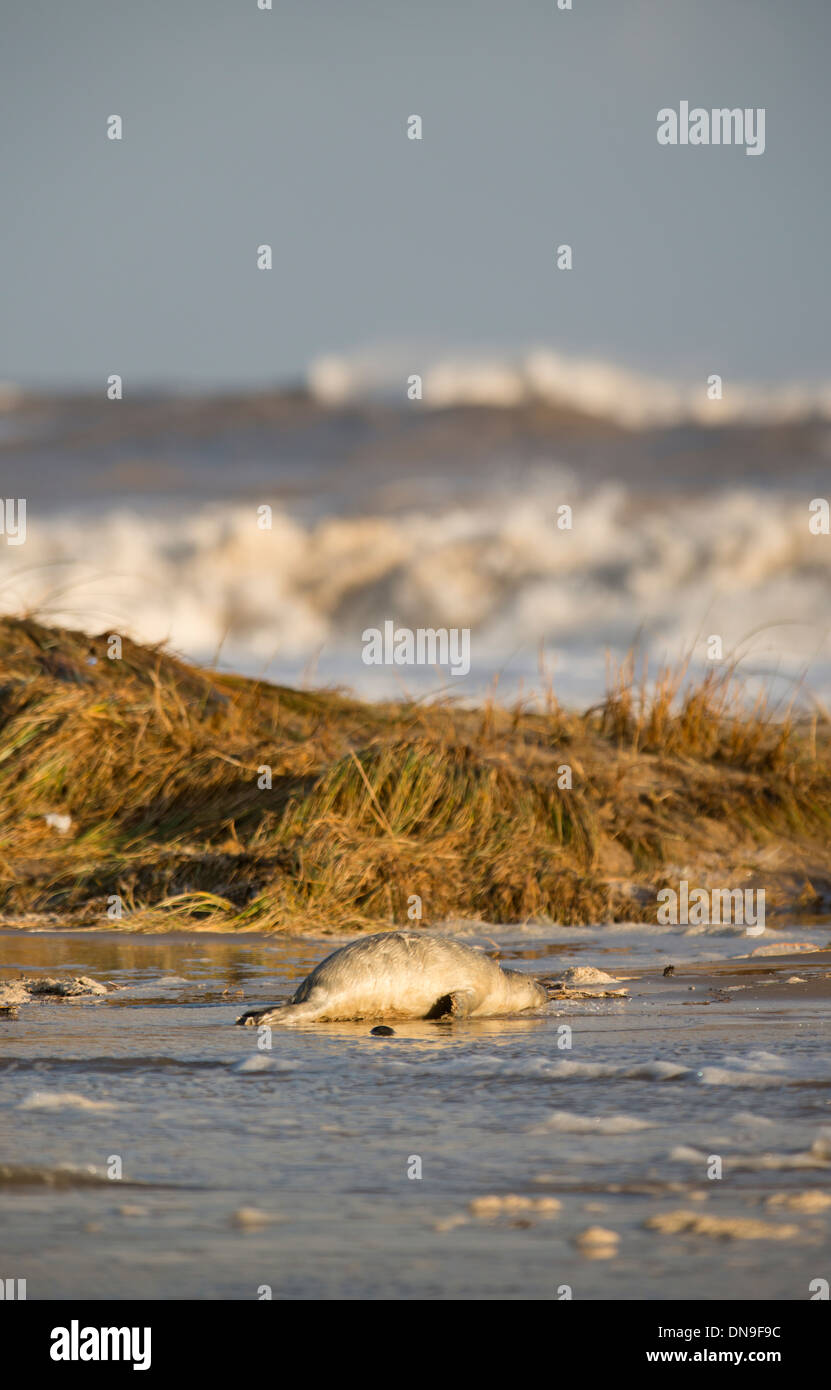 Kegelrobben Welpe von Flutwelle getroffen Stockfoto