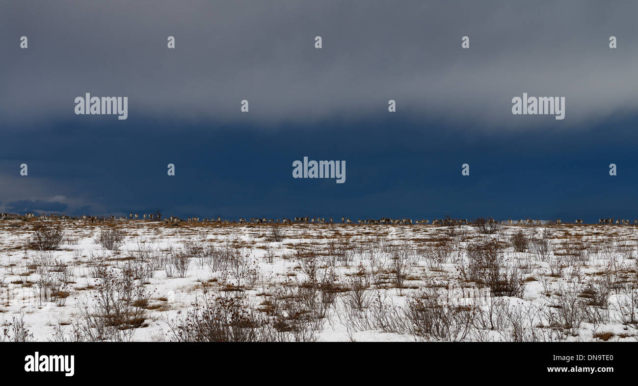 Dunkle Wolken über große Herde Karibus bewegt über Finger Berggebiet Alaska USA auf dem Dalton Highway Stockfoto