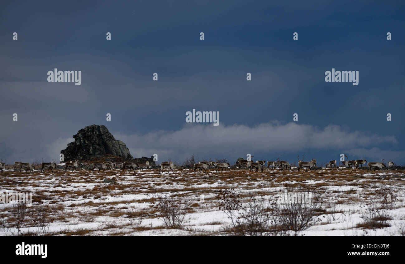 Dunkle Wolken über große Herde Karibus bewegt über Finger Berggebiet Alaska USA auf dem Dalton Highway Stockfoto