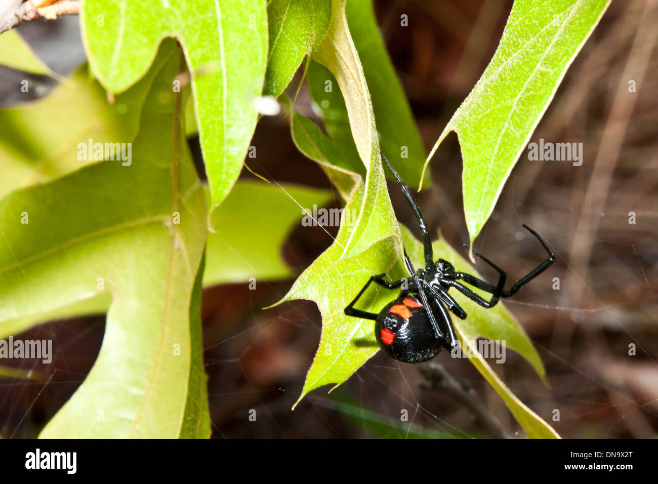 Schwarze Witwe Spinne Stockfoto