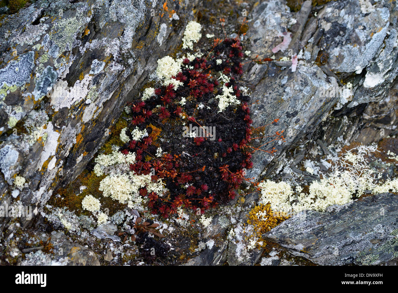 Flechten und Moos klammerte sich an Felsen von Endicott Berge Brooks Range in der Nähe von Wiseman Alaska USA Stockfoto