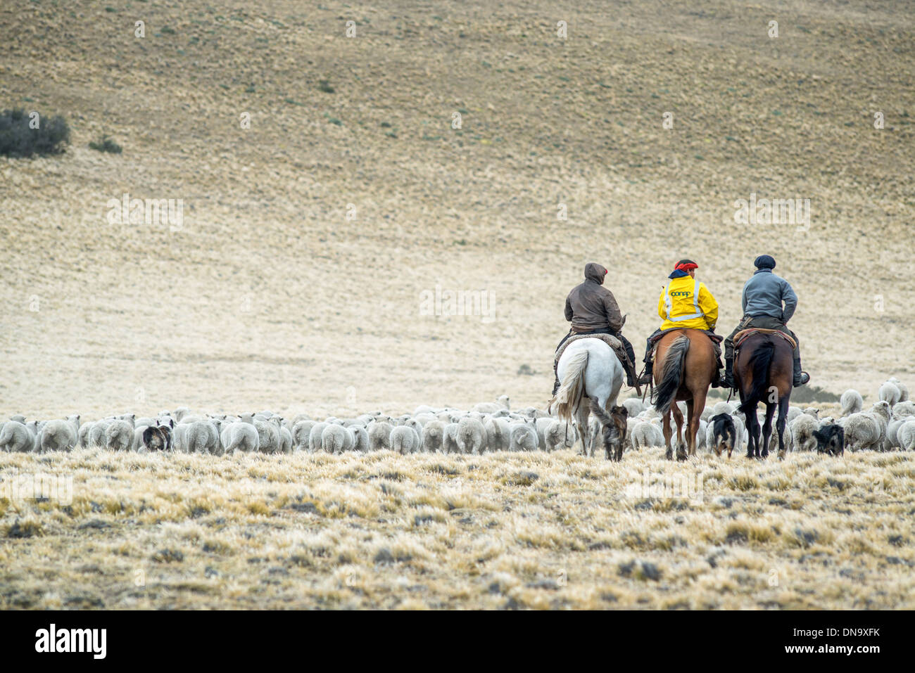 Gauchos Herden leben mit Pferden, Argentinien Stockfoto