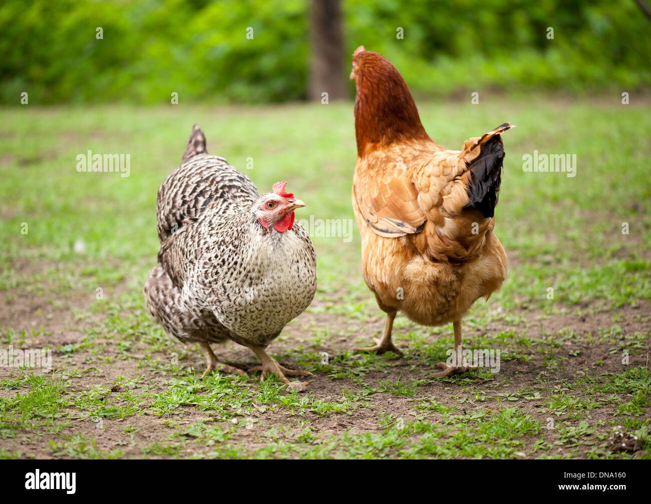 Hühner Plymouth Rock Huhn und Rhode Island Red Stockfoto