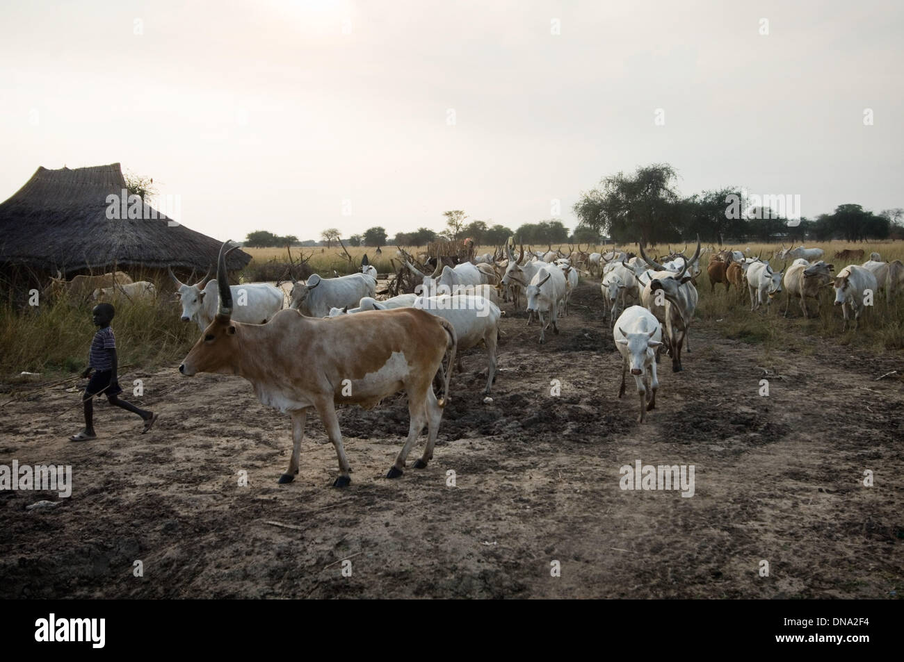 Alian, Jonglei, Süd-Sudan. 13. November 2009. Ein kleiner Junge führt eine Rinderherde zurück zum Alian Dorf in Jonglei, Süd-Sudan nach einem Tag auf der Weide. Von einem frühen Alter sind Dinka jungen ausgebildet zu erhöhen und halten Vieh. Vieh Razzien zwischen Stämmen haben die Regierung angespannt, die nun in einem Kampf unter den Dinka und Nuer Menschen verwickelt ist. Wille © Seberger/ZUMAPRESS.com/Alamy Live-Nachrichten Stockfoto