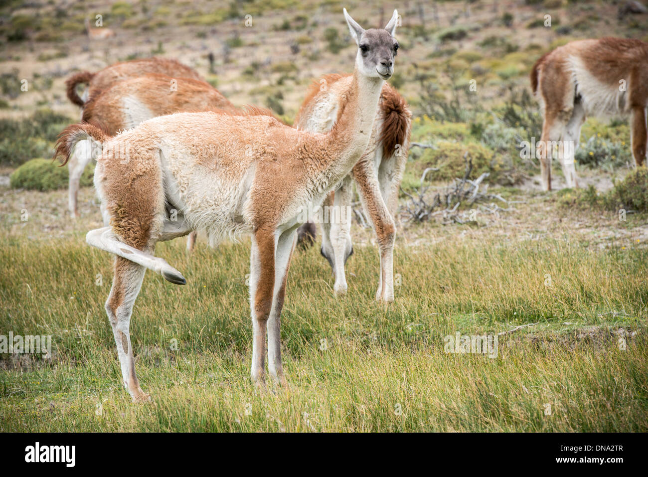 Guanako im Torres del Paine Nationalpark-Chile Stockfoto