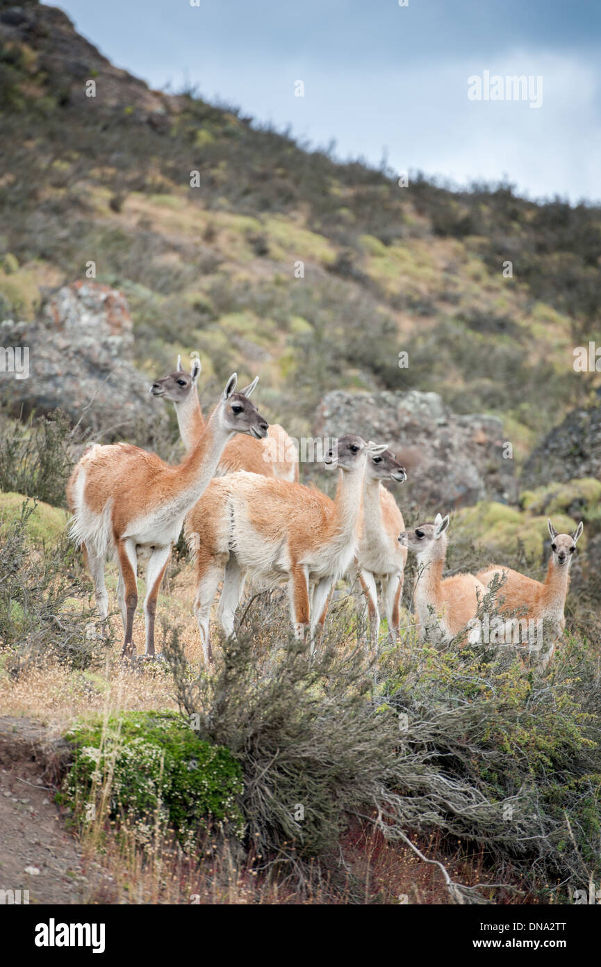 Guanako und Gebirge in der Ferne in Torres del Paine Nationalpark-Chile Stockfoto