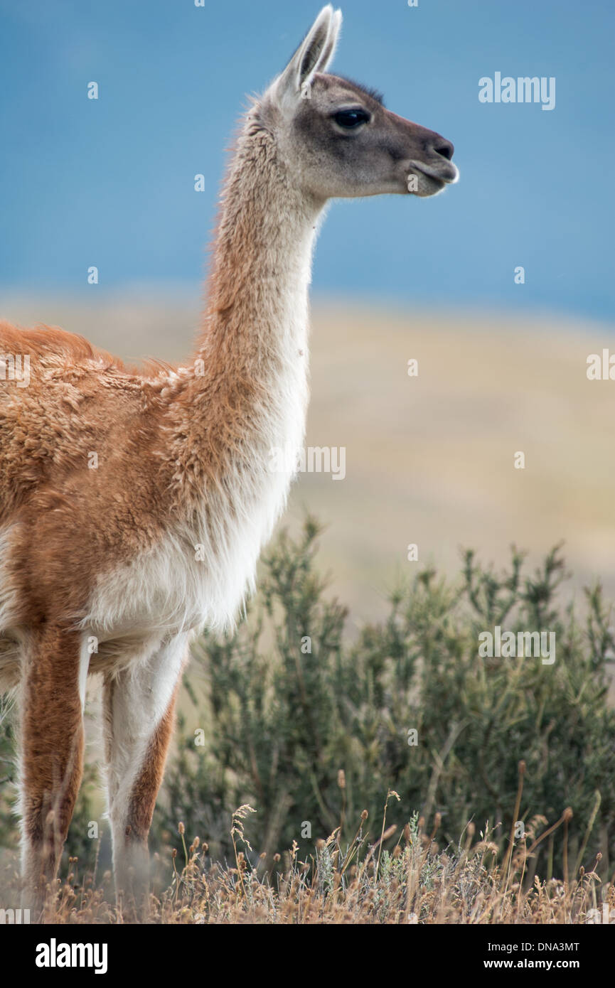 Guanako und Gebirge in der Ferne in Torres del Paine Nationalpark-Chile Stockfoto