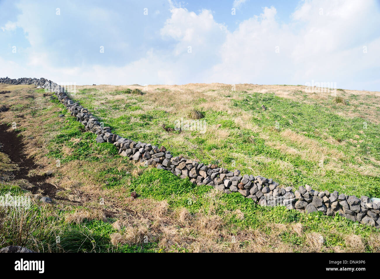 Traditionelle Steinmauer der Insel Jeju, Korea Stockfoto