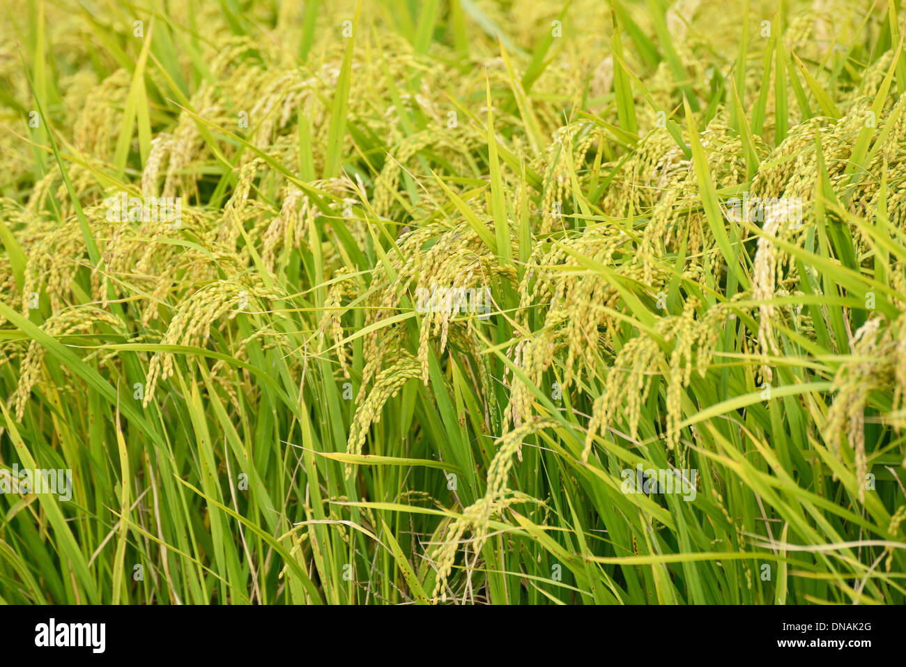 Nahaufnahme von gut gereift Reis im Feld Stockfoto