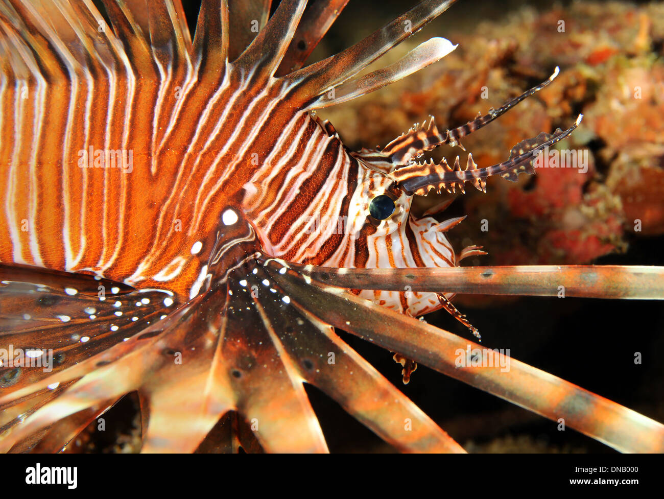 Nahaufnahme von einem gemeinsamen Rotfeuerfisch (Pterois Volitans), Süd Male Atoll, Malediven Stockfoto