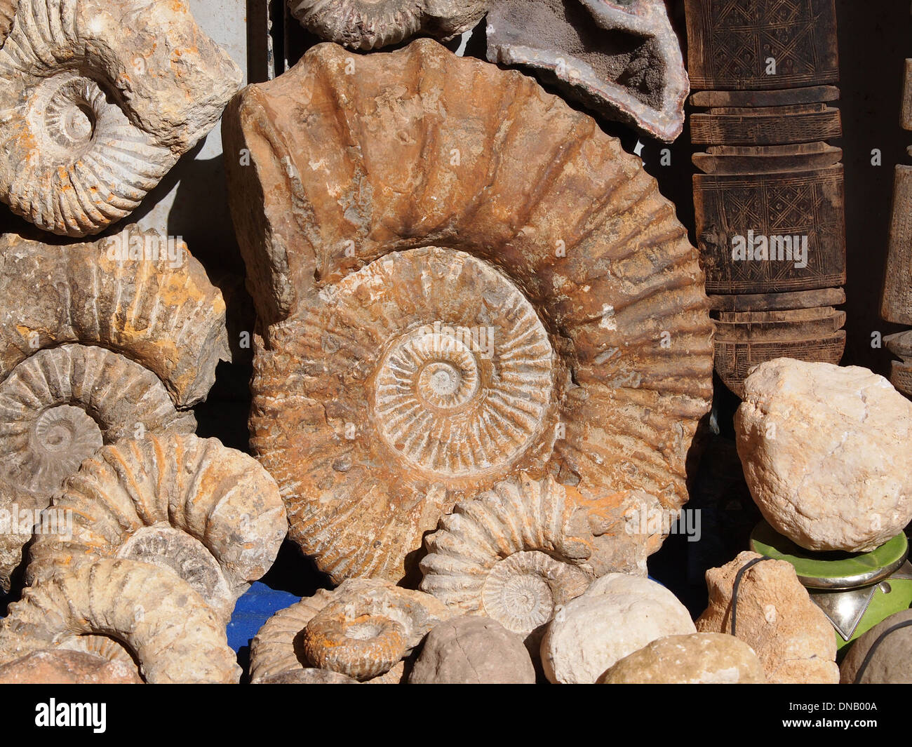 fossilen Spirale Schnecke Stein echten alten versteinerten Muschel o offenen Markt in Marrakesch, Marokko Stockfoto