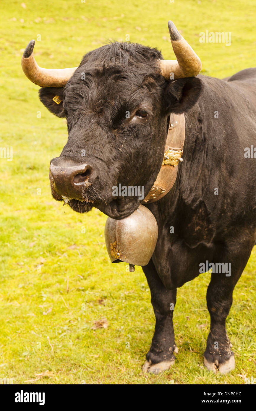 Kuh im Berg, Schweiz, Europa Stockfoto