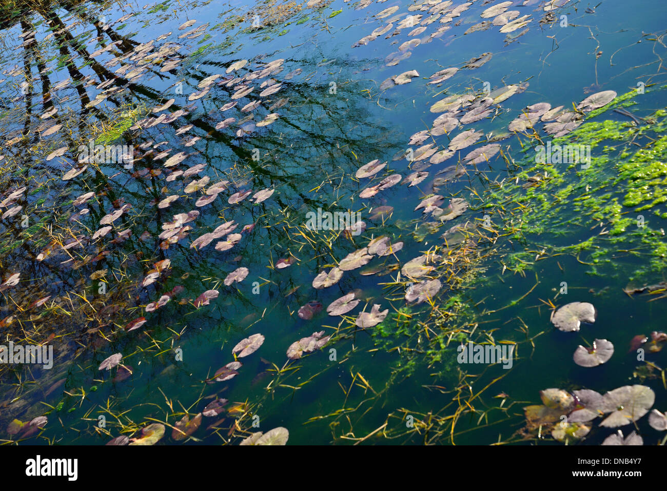 Reflexion der Baum auf einem grünen Teich Stockfoto