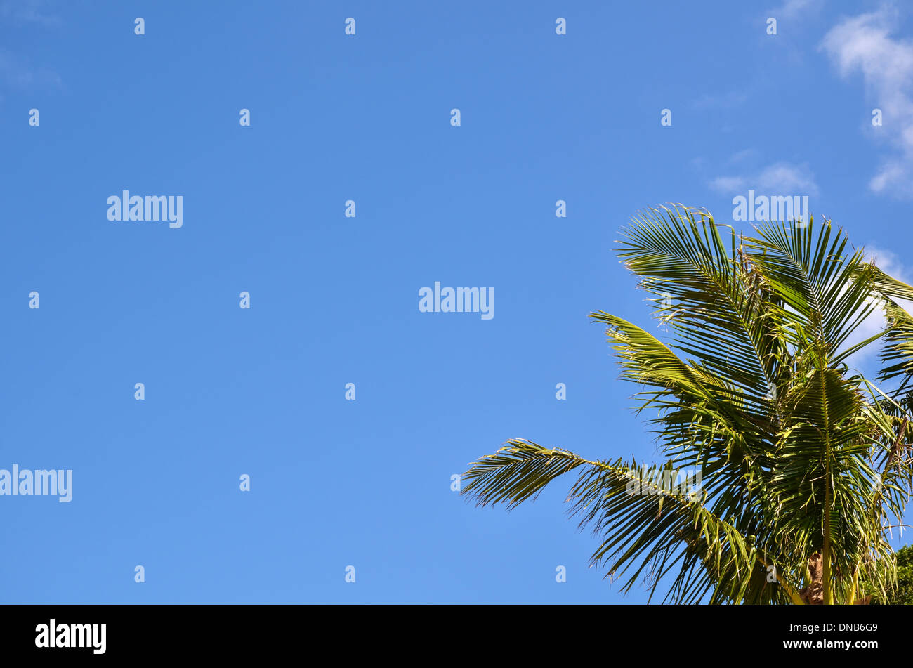 Baum Palmzweige auf der japanischen Insel Okinawa Stockfoto