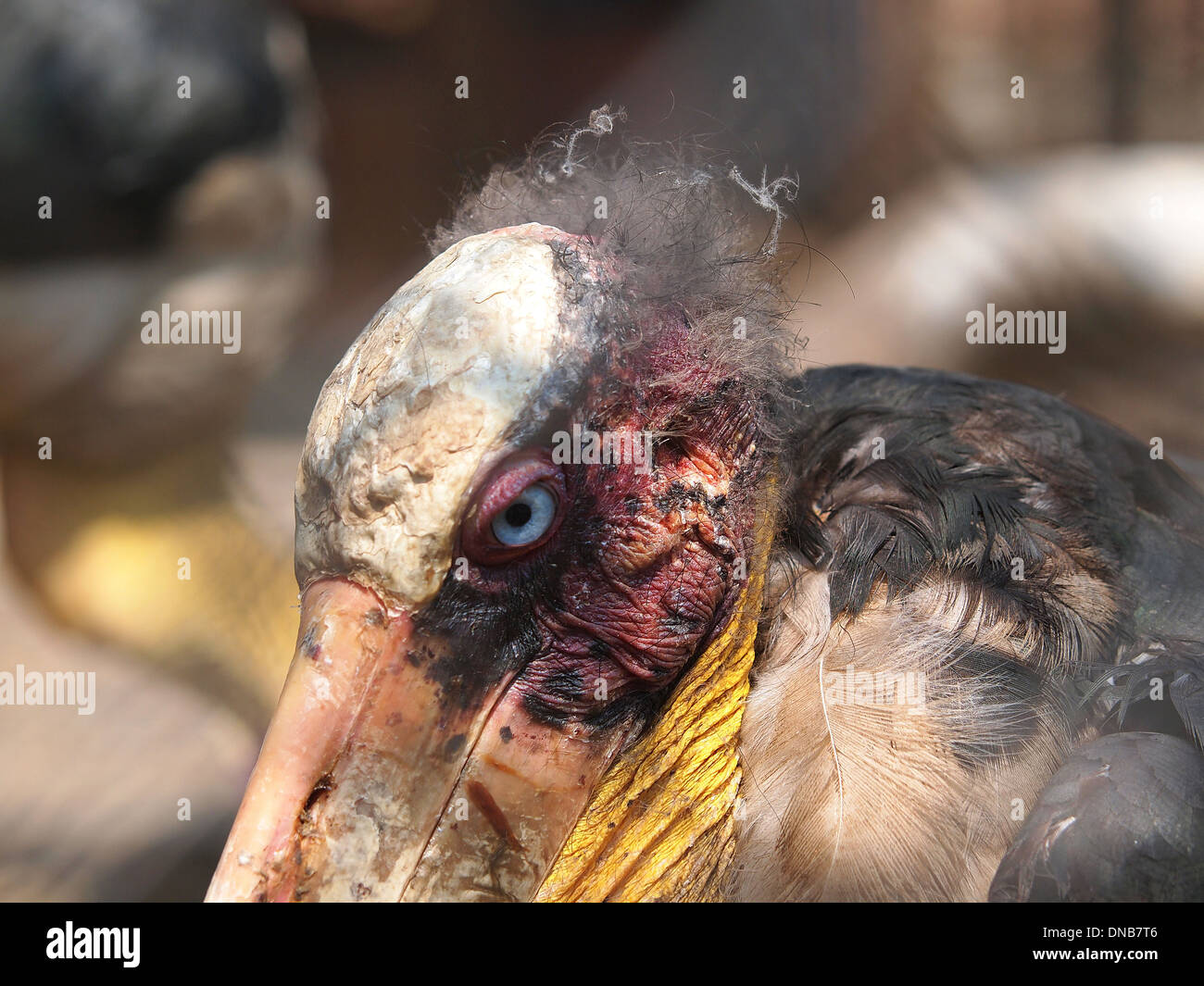 Porträt von die eigentümliche Marabou Vogel suchen Stockfoto