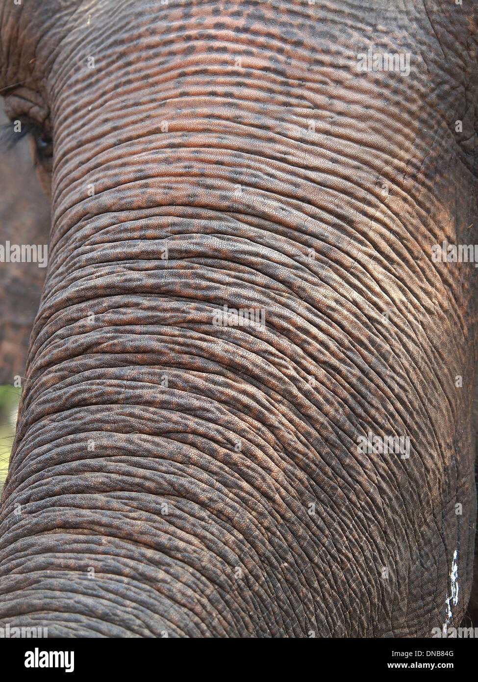 Elefantenrüssel Haut und Auge Stockfoto