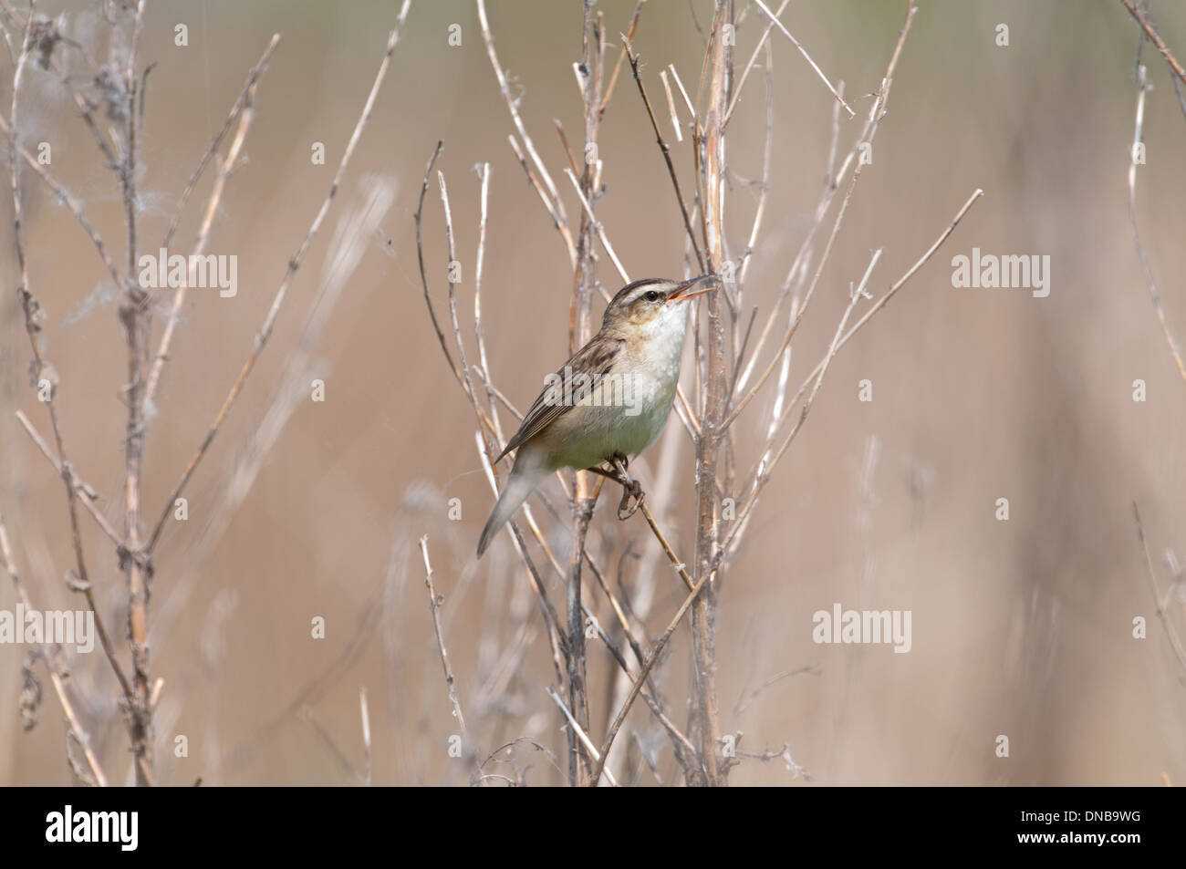 Schilfrohrsänger (Acrocephalus Schoenobaenus). Individuelle Gebiet durch das Singen von einem Busch zu verkünden. Stockfoto