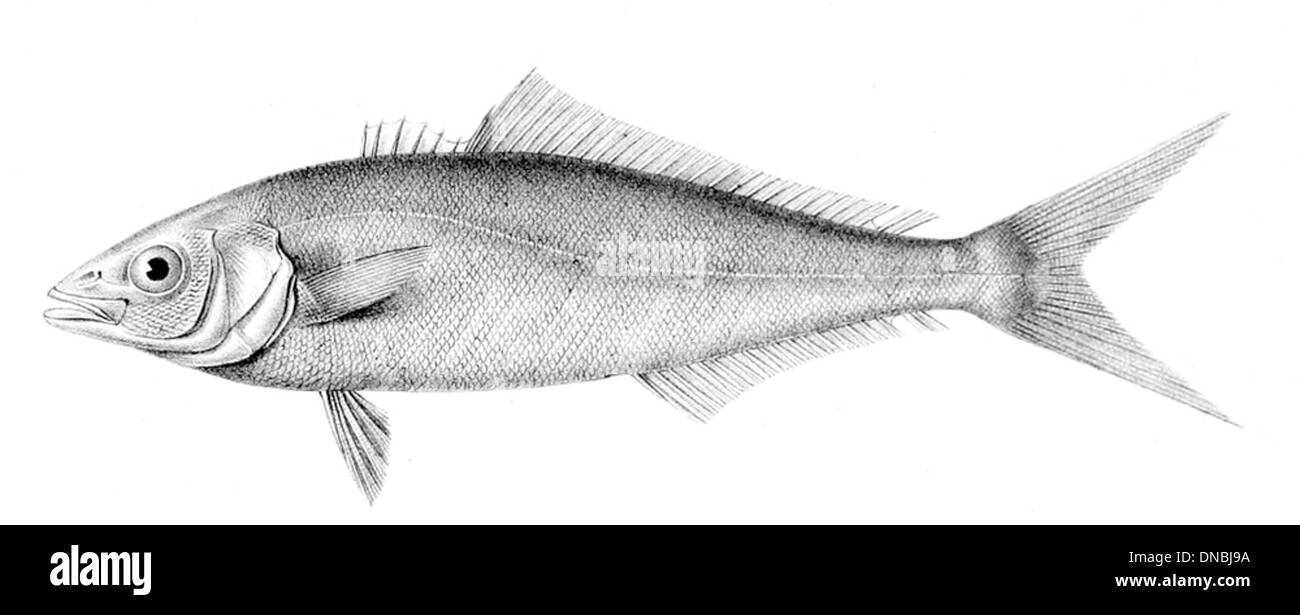Alectis indicus, allgemein bekannt als Indigo trevally, ist eine Art von Jack-Fischen, die im Indo-Pazifik vorkommt. Er ist an seinem tiefen Körper und seiner blauen Färbung zu erkennen. Stockfoto