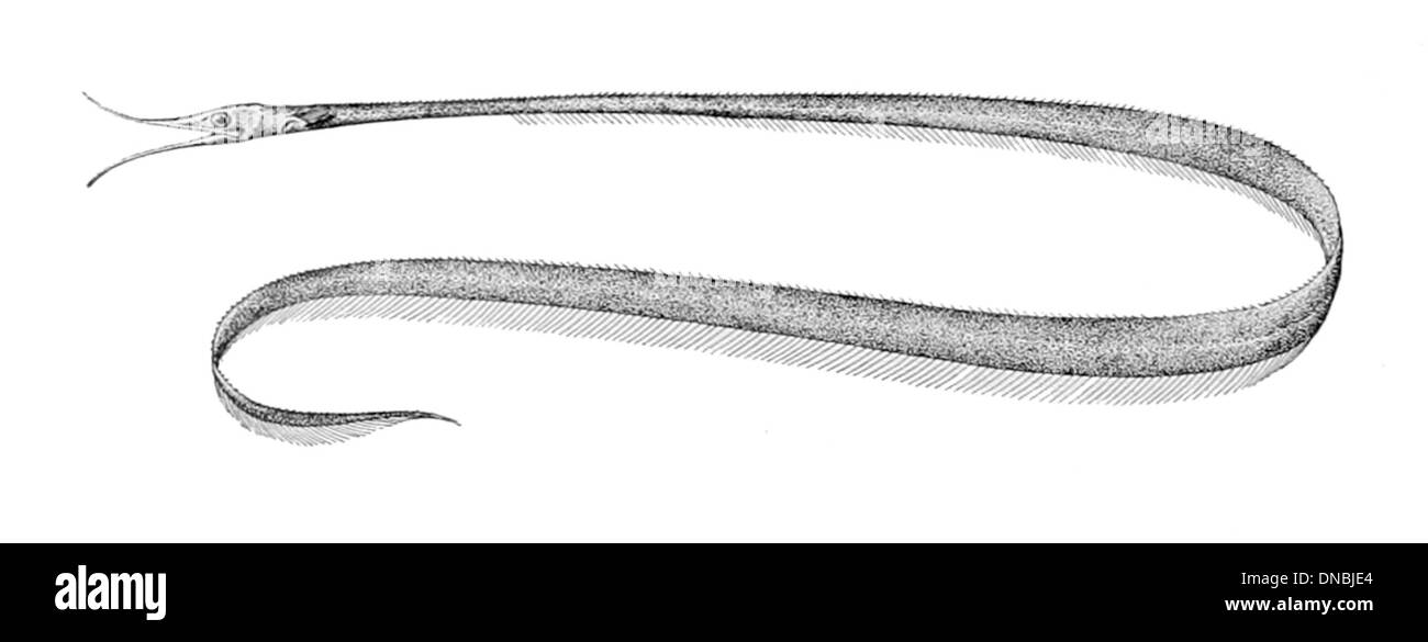 Avocettina infans ist eine kleine, ausgestorbene Vogelart, die im späten Miozän lebte. Fossilien dieser Art wurden in Regionen gefunden, die einst in der Nähe von alten Seen lagen. Stockfoto