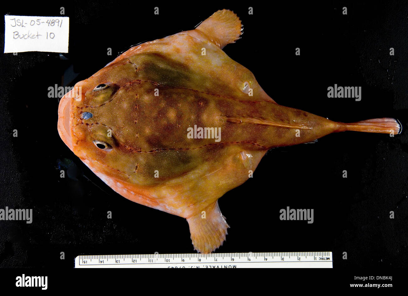 Eine dorsale Ansicht der Tiefseefischart Chaunax stigmaeus, bekannt für ihren flachen, scheibenartigen Körper. Dieser Fisch hat einen weiten Mund und lange, fleischige Brustflossen, die an seine Umgebung in den tiefen Gewässern des Atlantischen Ozeans angepasst sind. Sein Aussehen ist für das Leben in extremen Tiefen, wo Licht knapp ist, angepasst. Stockfoto Eine dorsale Ansicht der Tiefseefischart Chaunax stigmaeus, bekannt für ihren flachen, scheibenartigen Körper. Dieser Fisch hat einen weiten Mund und lange, fleischige Brustflossen, die an seine Umgebung in den tiefen Gewässern des Atlantischen Ozeans angepasst sind. Sein Aussehen ist für das Leben in extremen Tiefen, wo Licht knapp ist, angepasst. Stockfoto