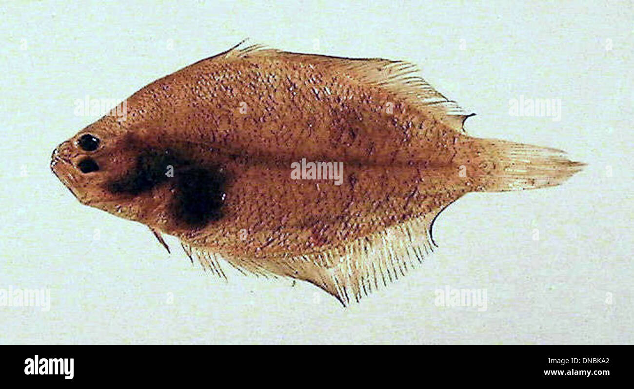 Citharichthys spilopterus Stockfoto