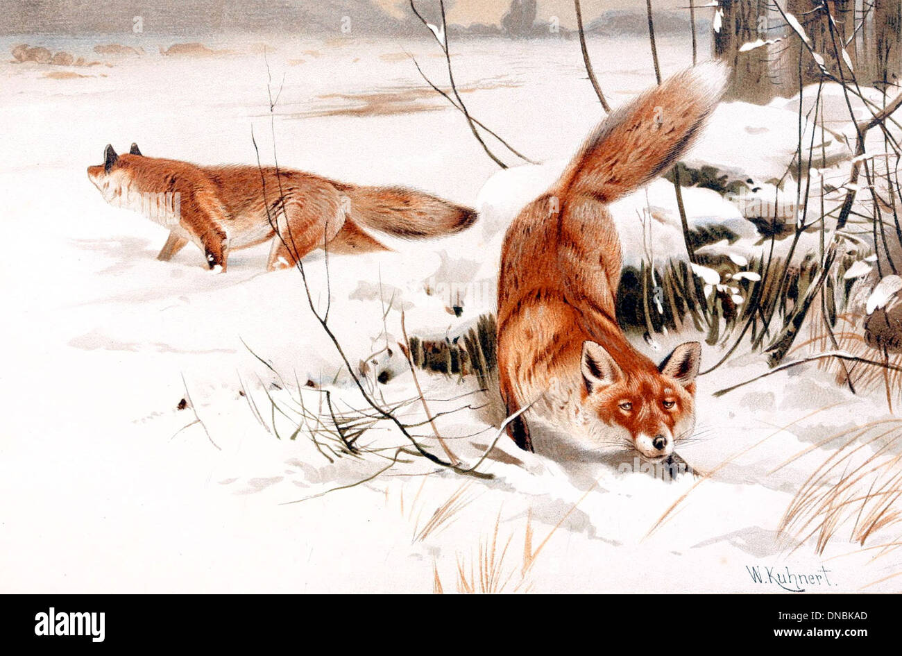 Füchse (Vulpes vulpes) kommen in einer Vielzahl von Lebensräumen vor, einschließlich schneebedeckter Umgebungen. Diese anpassungsfähigen Säugetiere haben ein dickes Fell, um sie vor kalten Temperaturen in verschneiten Regionen zu schützen. Stockfoto