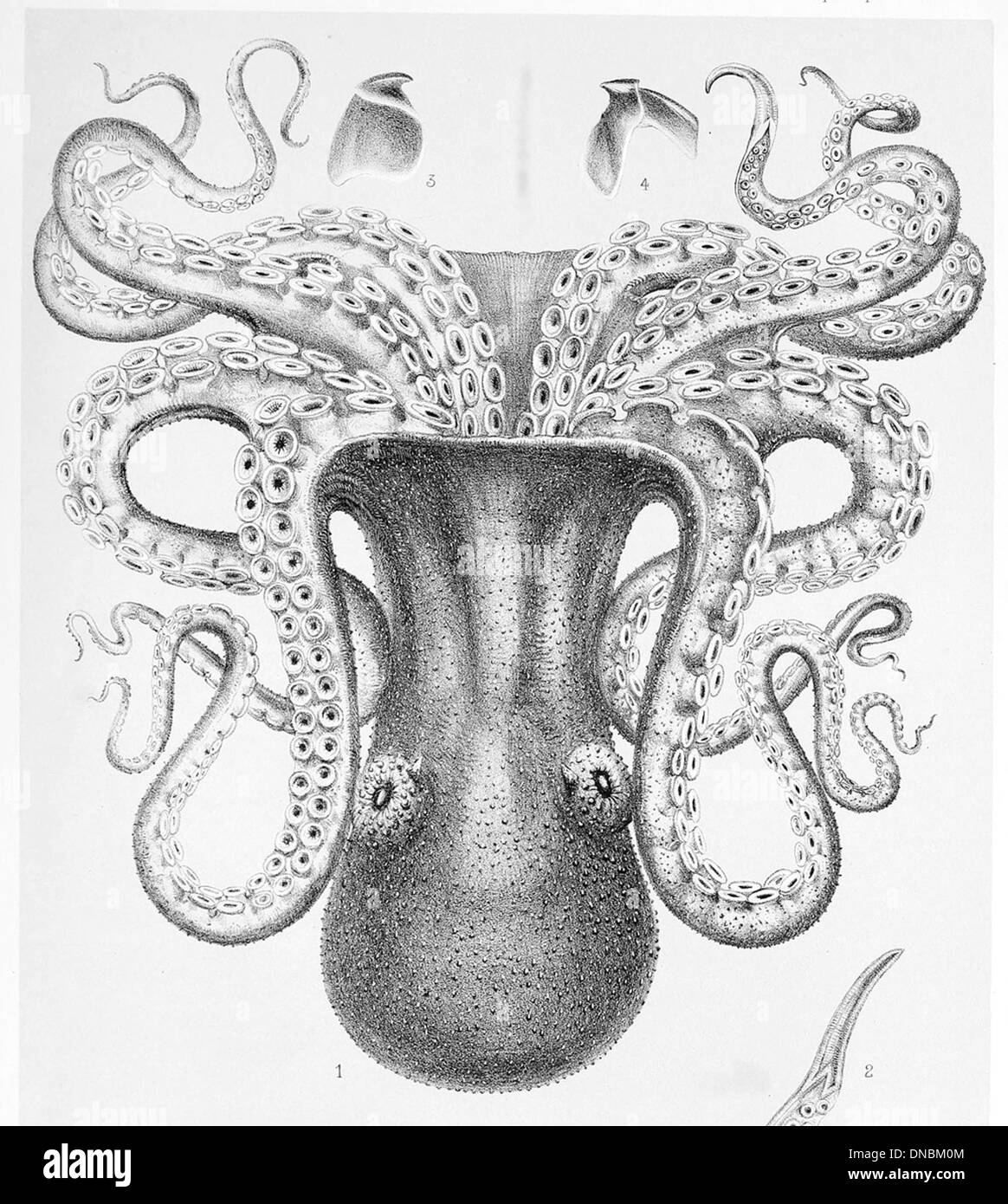 Enteroctopus dofleini, oder der riesige Pazifische Tintenfisch, ist eine der größten Tintenfischarten, die für ihre Intelligenz und ihre Fähigkeit zur Tarnung bekannt ist. Sie besiedelt die Küstenregionen des Nordpazifiks. Stockfoto