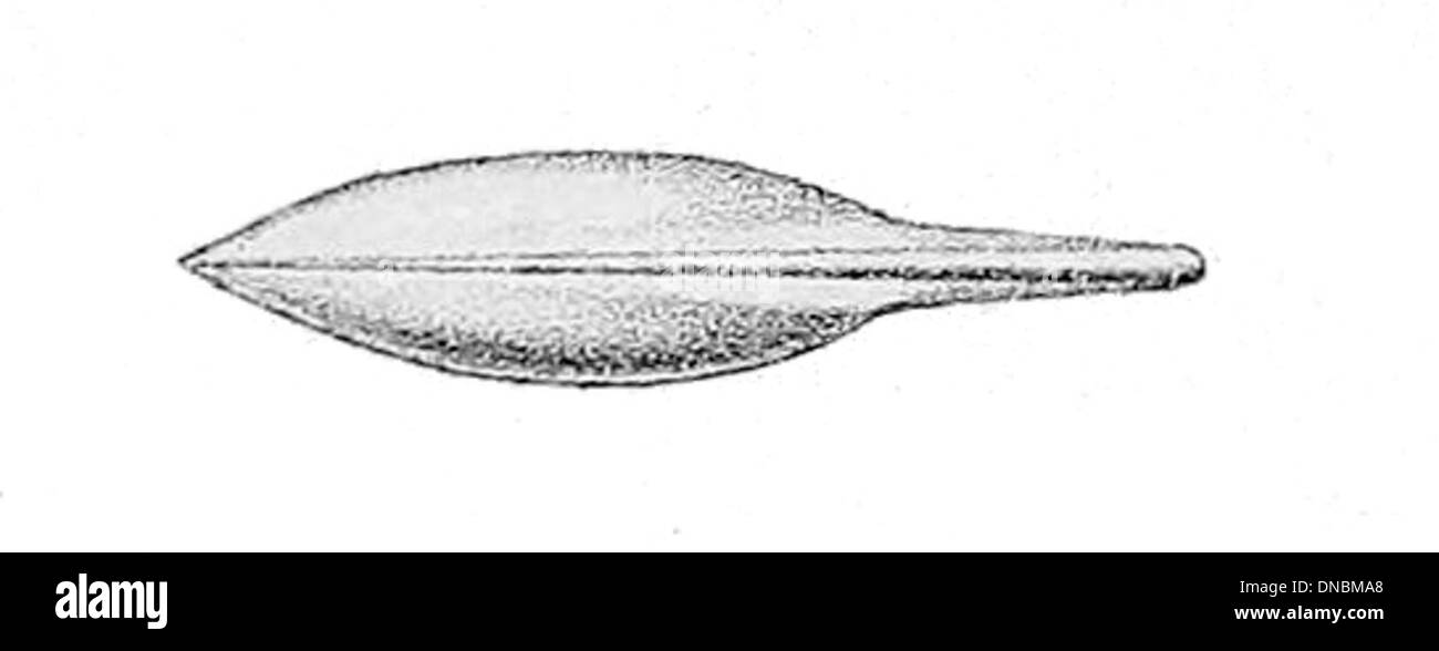 Histioteuthis bonnellii, auch bekannt als Glaskalmaris, ist eine Art von Kopffüßchen, die in Tiefseegebieten vorkommt. Der Gladius bezieht sich auf seine innere, starre Struktur, die den Mantel trägt. Diese Tintenfische sind transparent und weisen unter bestimmten Bedingungen Biolumineszenz auf. Stockfoto
