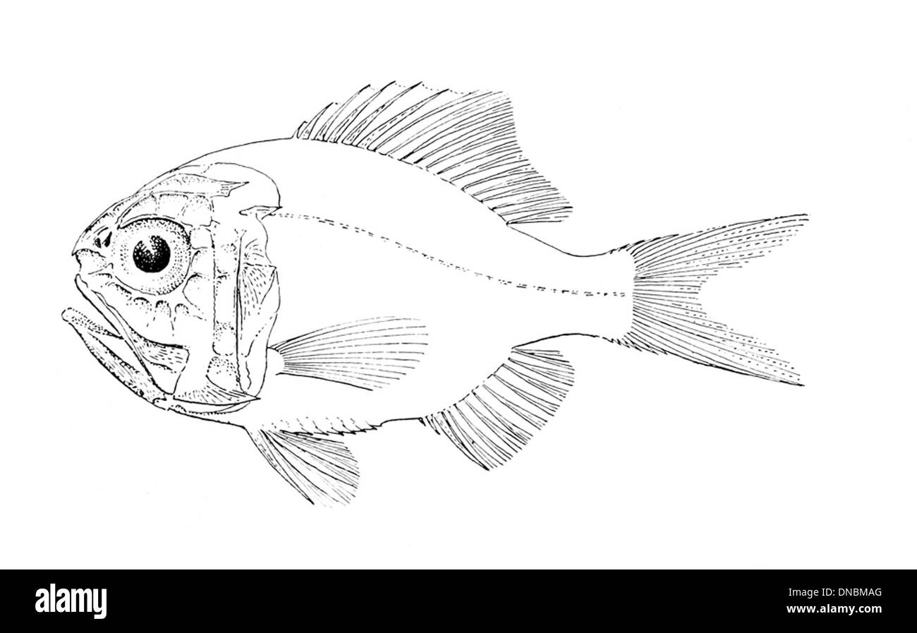 Hoplostethus latus, auch bekannt als Rote Meerbrasse, ist eine Art von Tiefseefischen im Mittelmeer und Ostatlantik. Er ist bekannt für seine rote Färbung und seine große Größe. Stockfoto
