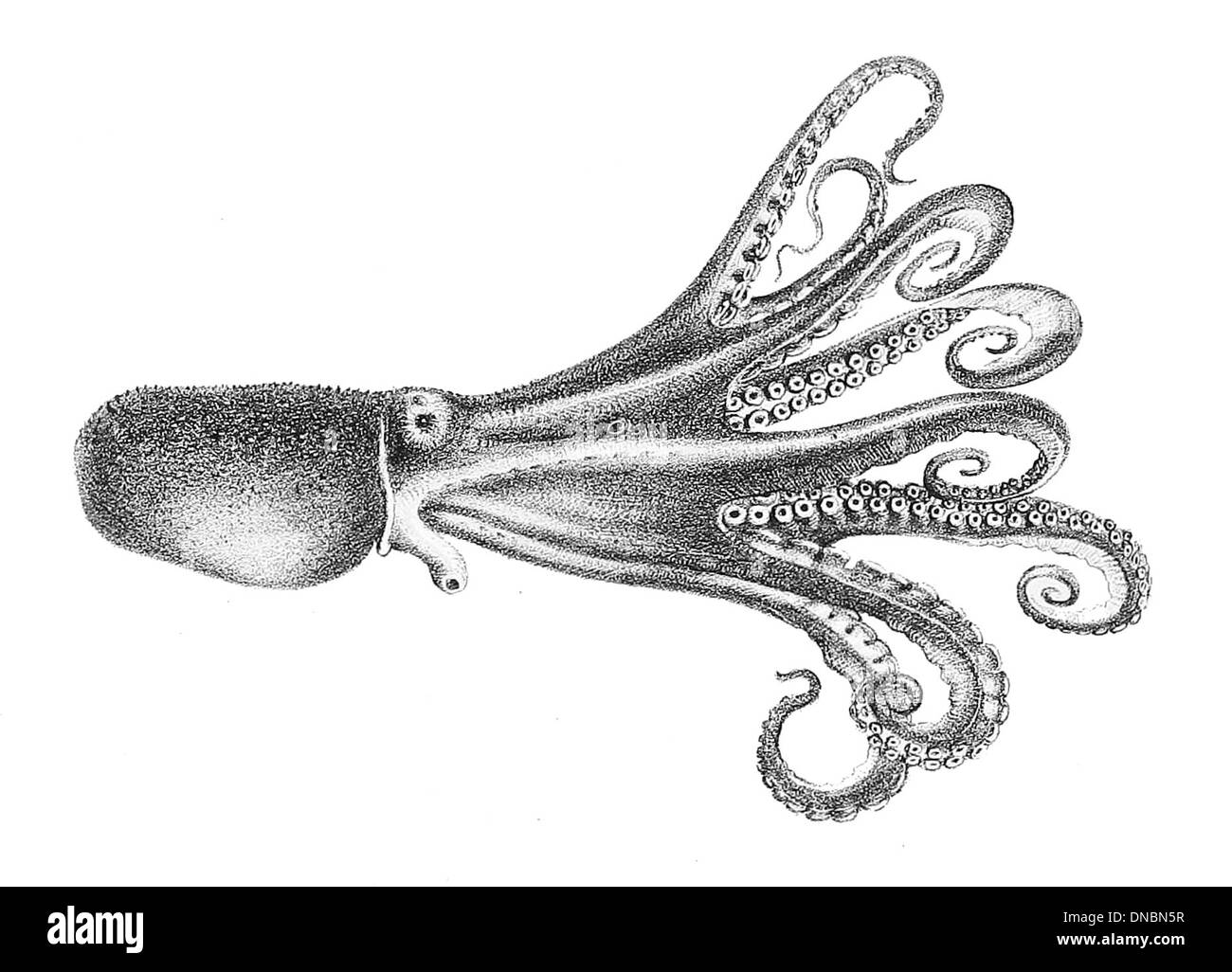 Octopus areolatus, auch bekannt als Golf Octopus, ist eine Art, die im Golf von Mexiko beheimatet ist. Er verfügt über einen glatten, bauchigen Körper mit markanten bräunlichen Markierungen und ist bekannt für seine Intelligenz und seine Fähigkeit, sich zu tarnen. Diese Art lebt hauptsächlich in sandigen oder felsigen Meeresböden und jagt verschiedene Meereslebewesen. Stockfoto