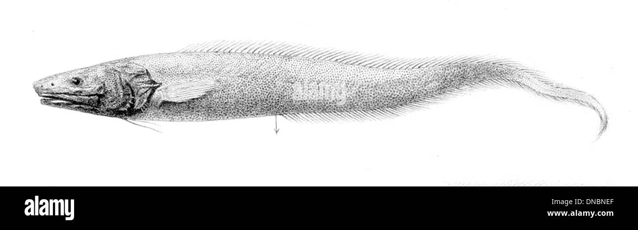 Penopus microphthalmus Stockfoto