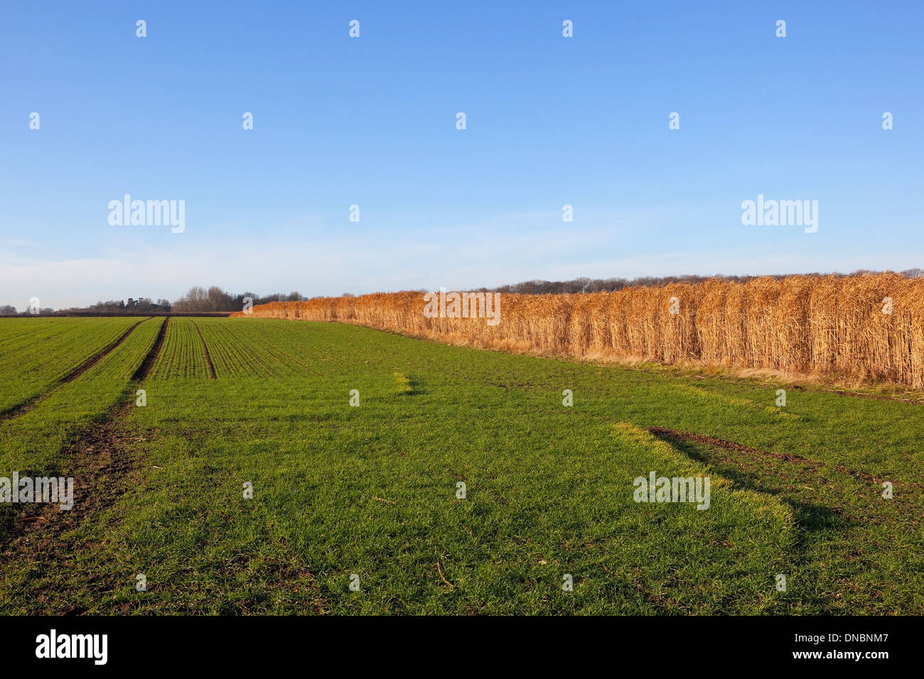 Englisch Winterlandschaft mit Feldern von Elefantengras gewachsen für Bio-Kraftstoff und Sämling Getreide unter blauem Himmel Stockfoto