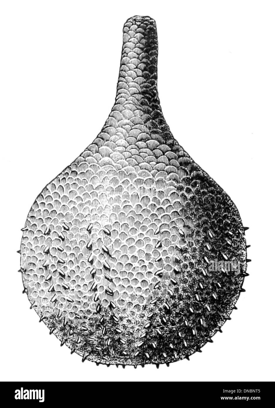 Rhopalodina ist eine Fischgattung aus der Familie der Ophidiidae. Arten dieser Gattung kommen typischerweise in Tiefseegebieten vor und weisen Anpassungen wie lange, schlanke Körper und große, nach vorne gerichtete Augen auf. Stockfoto