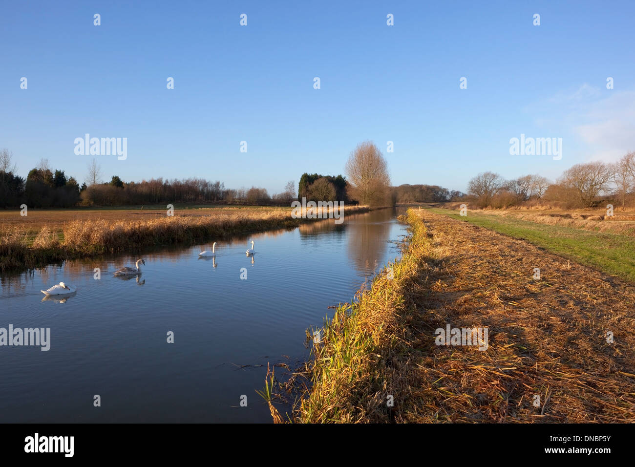 Englische Winterlandschaft mit vier Höckerschwäne schwimmen an einem Kanal unter blauem Himmel Stockfoto