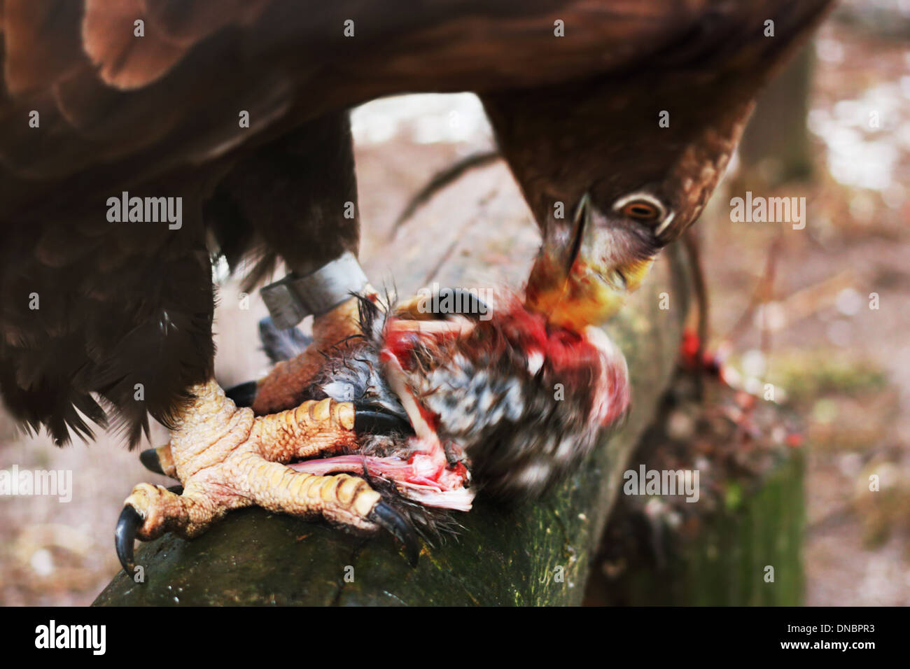 Adler reißt gierig Kaninchen Stockfoto