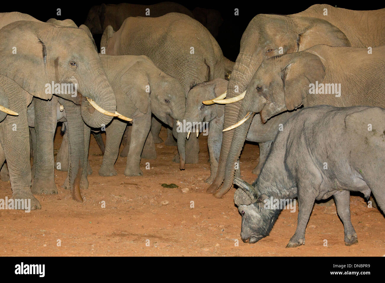Elefanten und Büffel zu Salt Lick auf die Arche in den Aberdares Nationalpark, Kenia Stockfoto