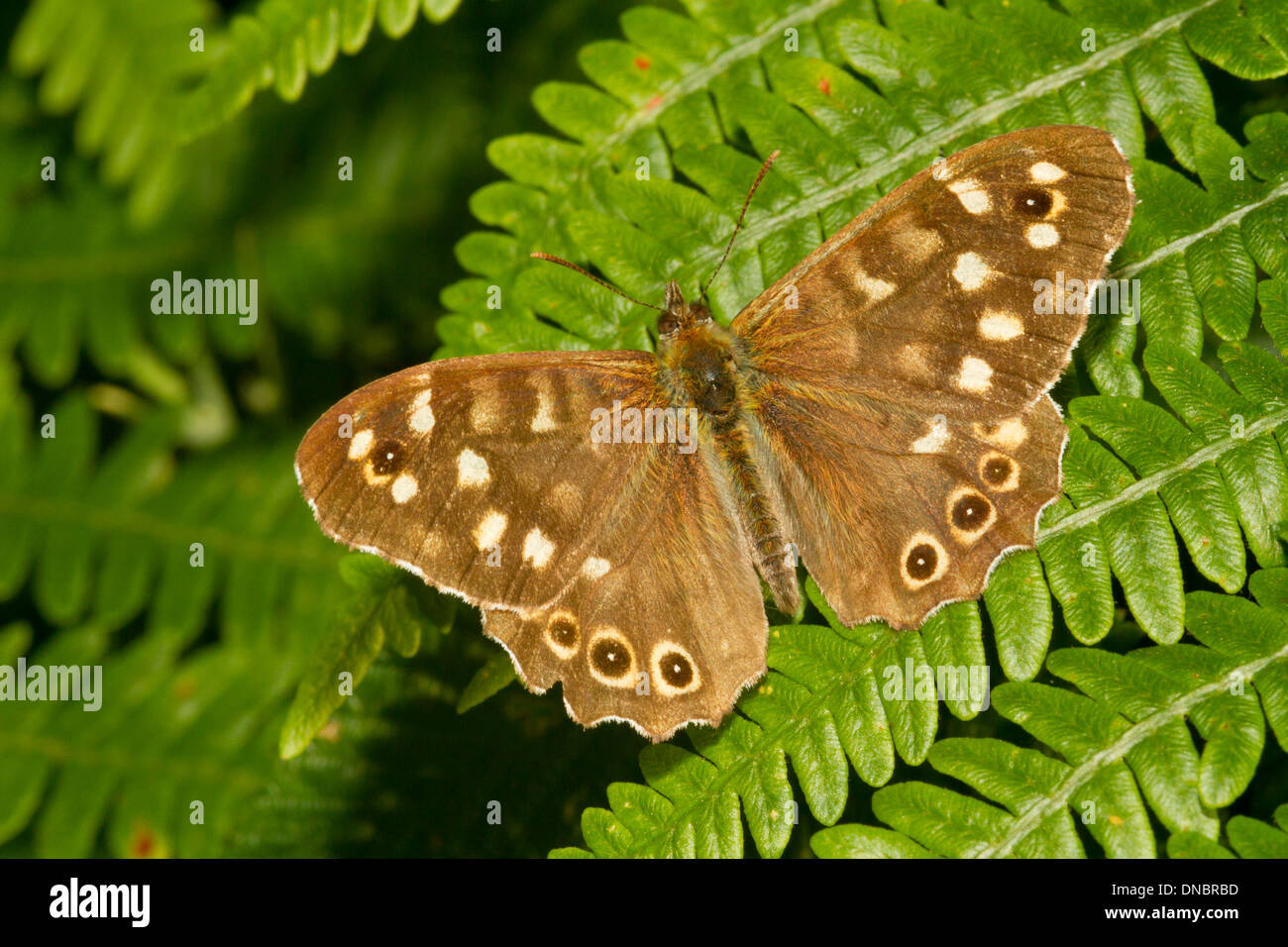 Gesprenkelte Holz Schmetterling Stockfoto