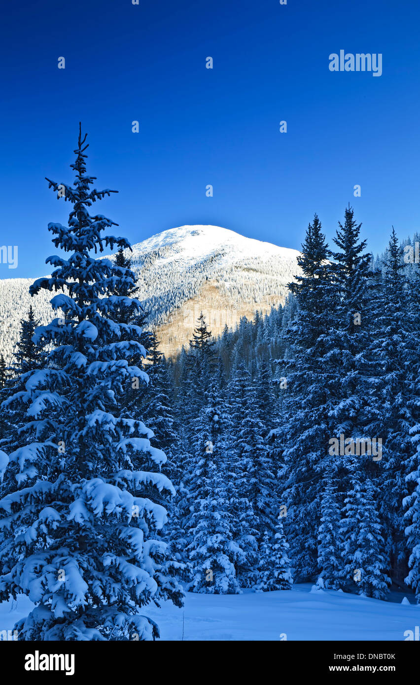 Schneebedeckte Bäume und Santa Fe Baldy (12.622 ft.), Santa Fe National Forest, New Mexico, USA Stockfoto