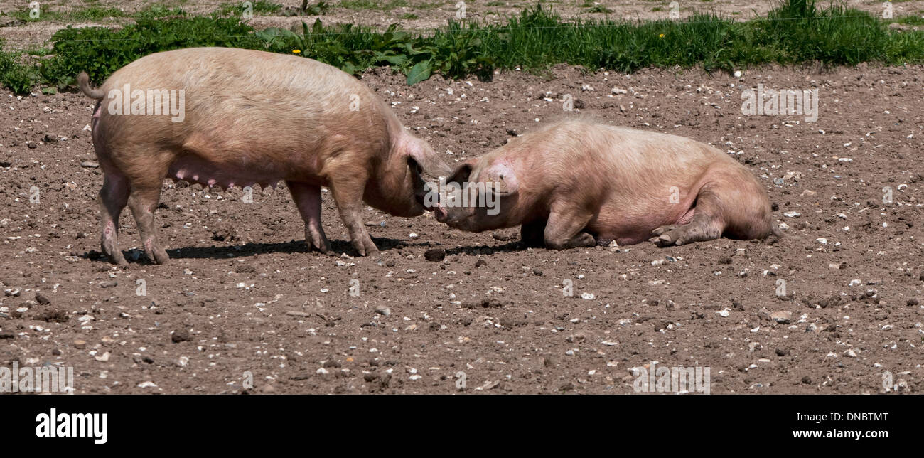 Schweine Begrüßung auf dem Bauernhof Stockfoto