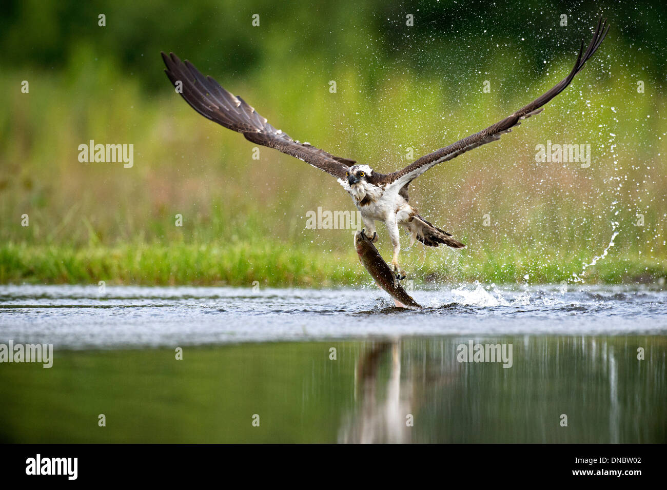 Fischadler (Pandion Haliaetus) fangen Fische – Schottland, UK Stockfoto
