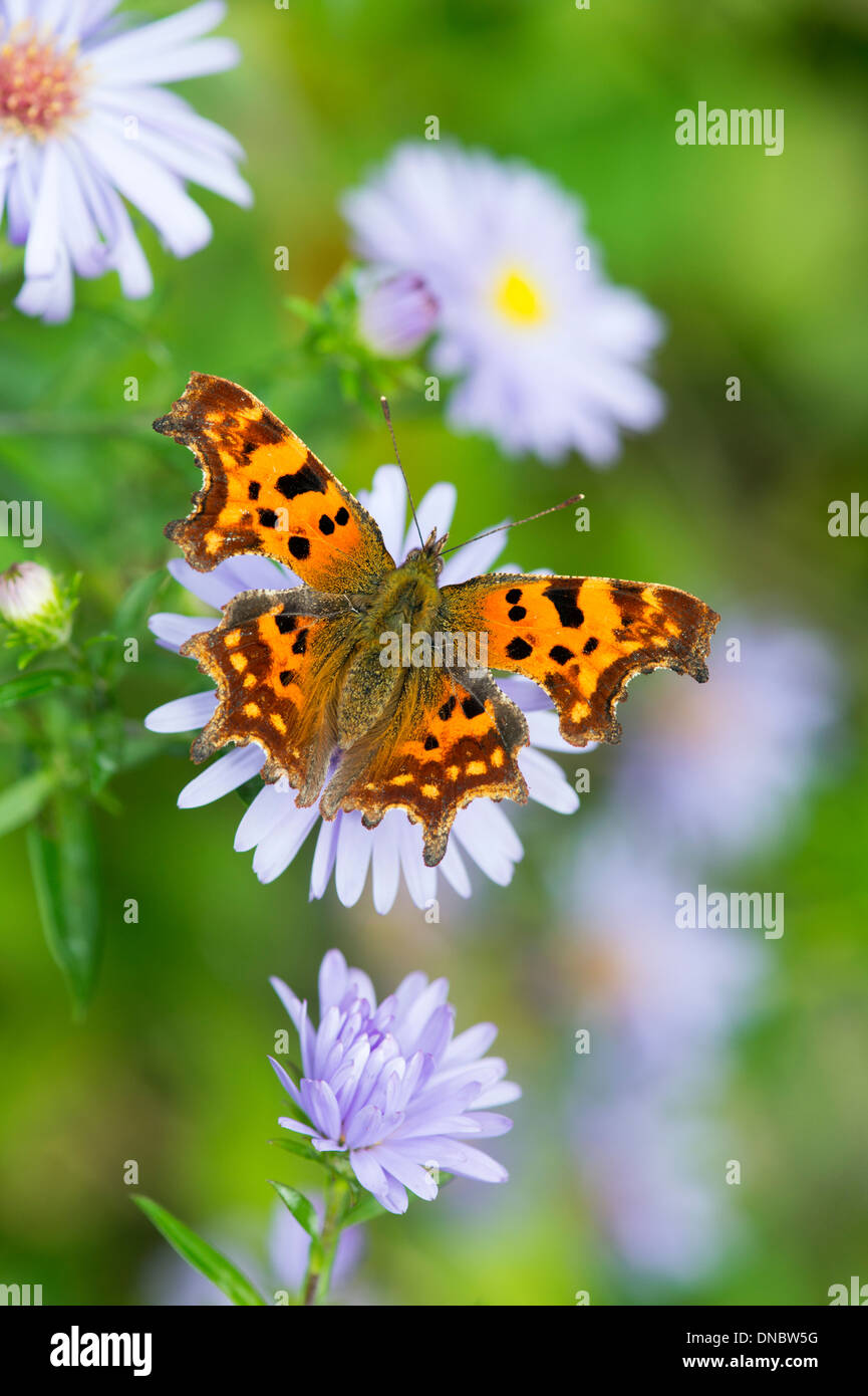 Komma-Schmetterling (Polygonia c-Album)-UK Stockfoto